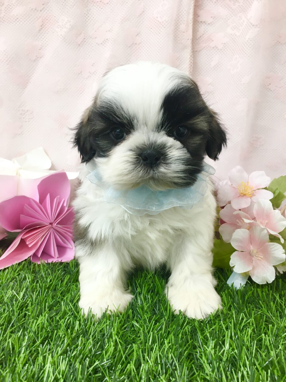 シーズー★男の子★