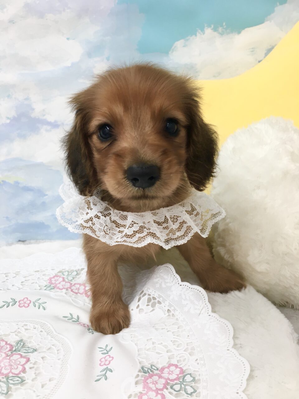 Ｍ・ダックス