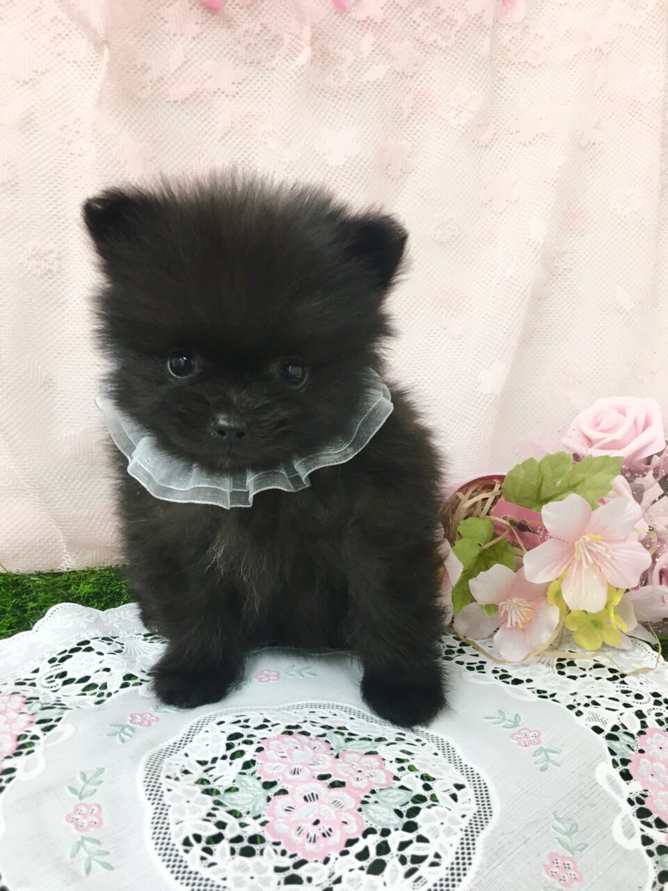 ポメラニアン★男の子★