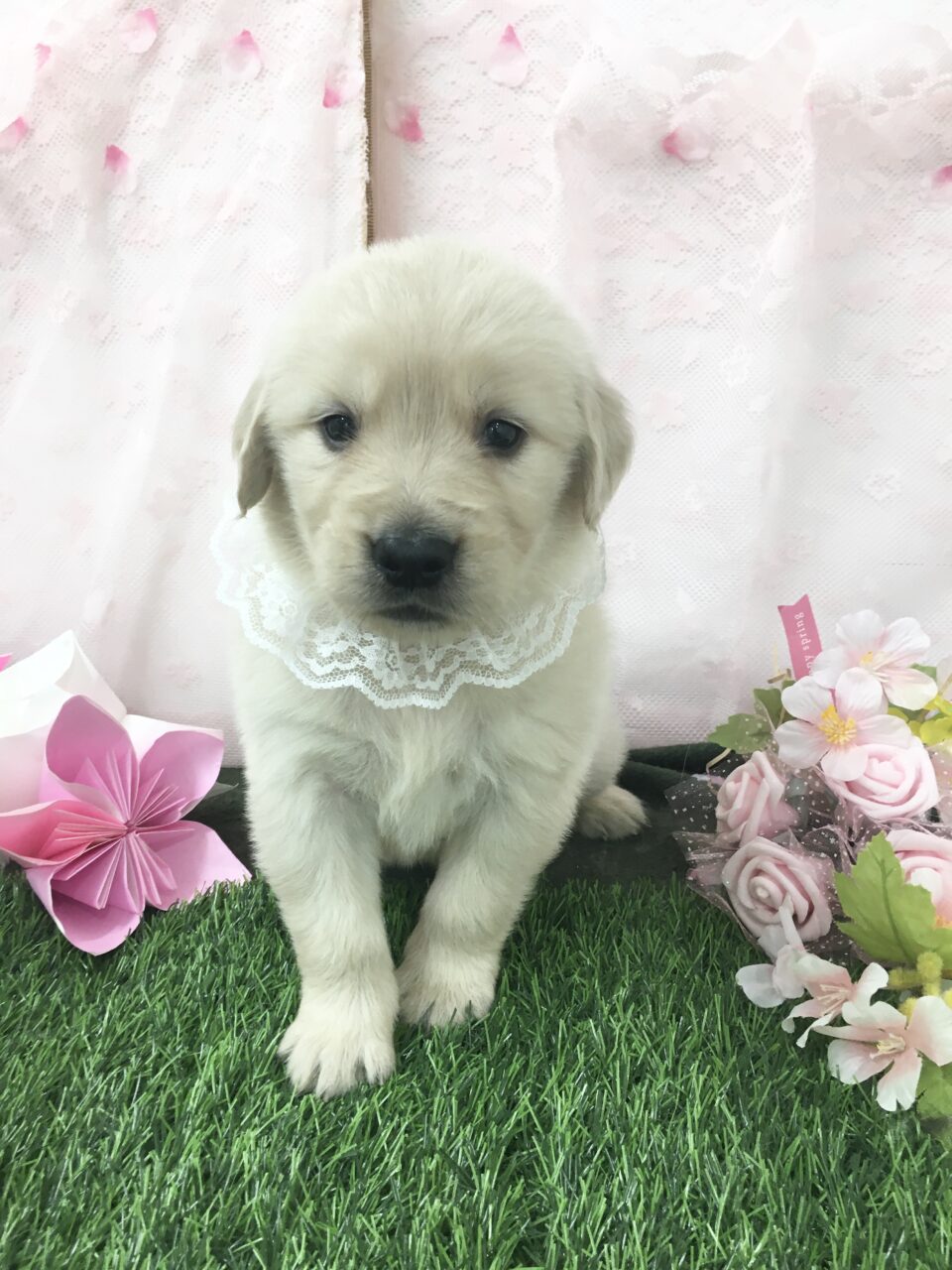 ゴールデン