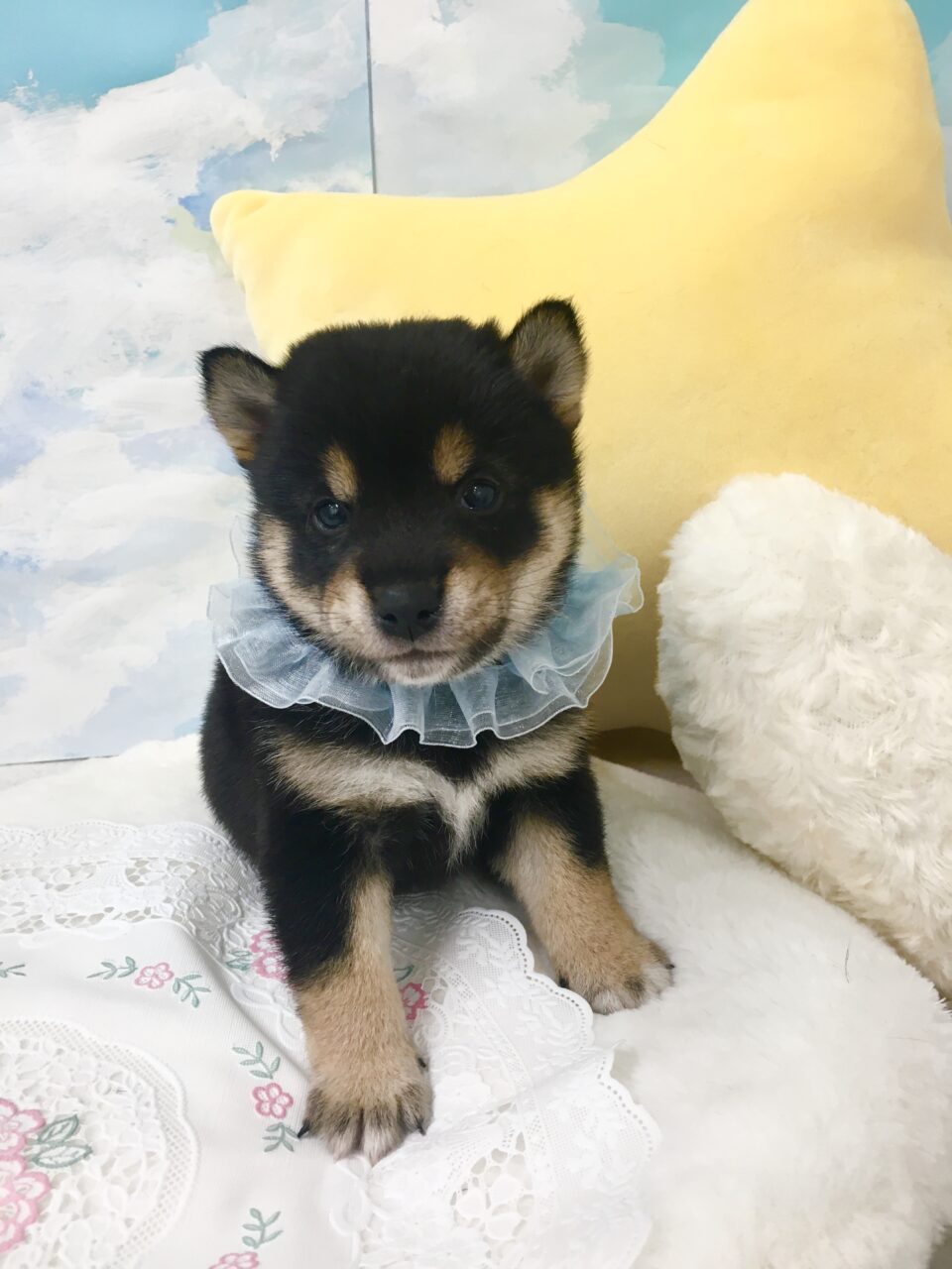 豆柴