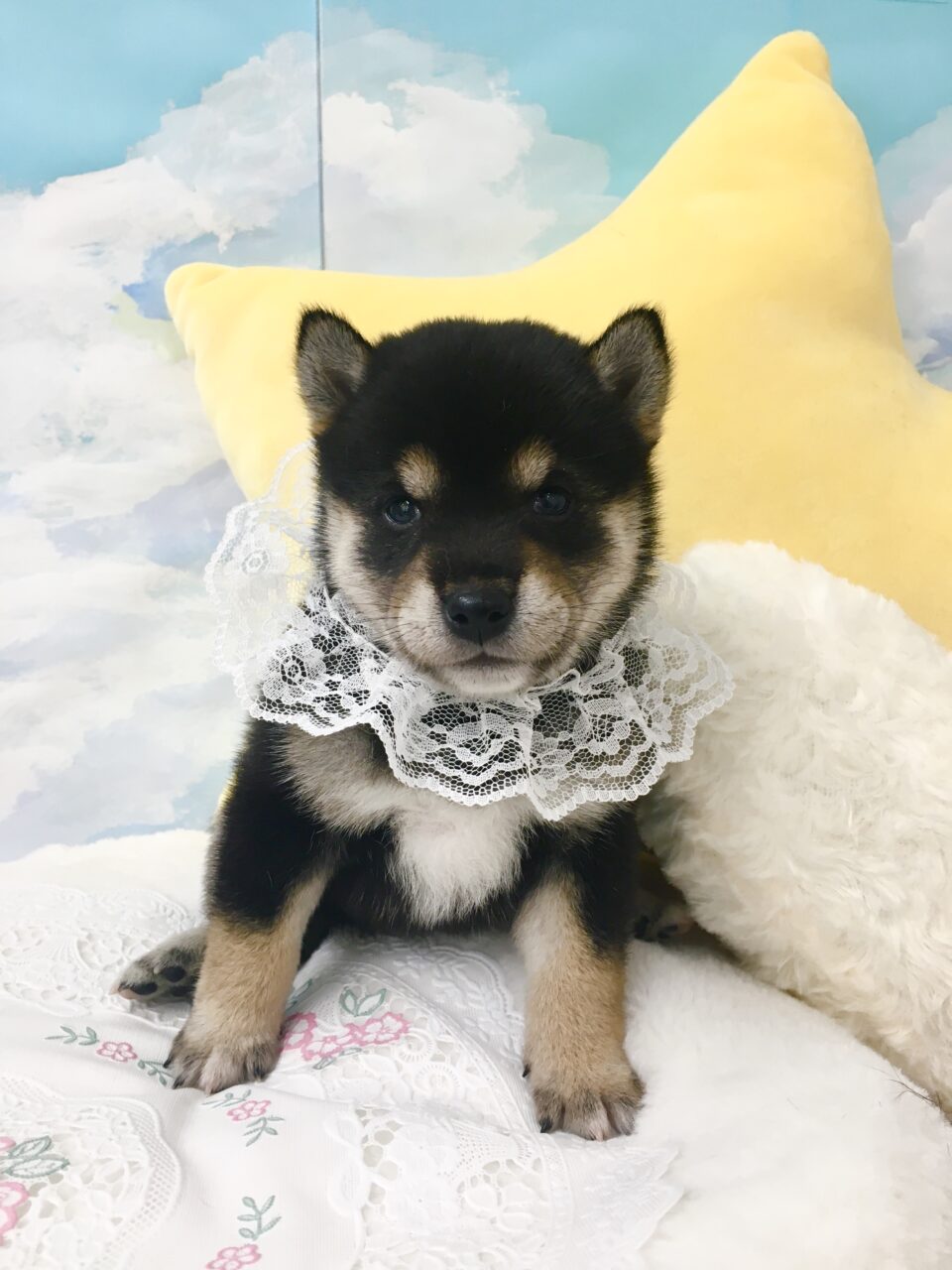 豆柴