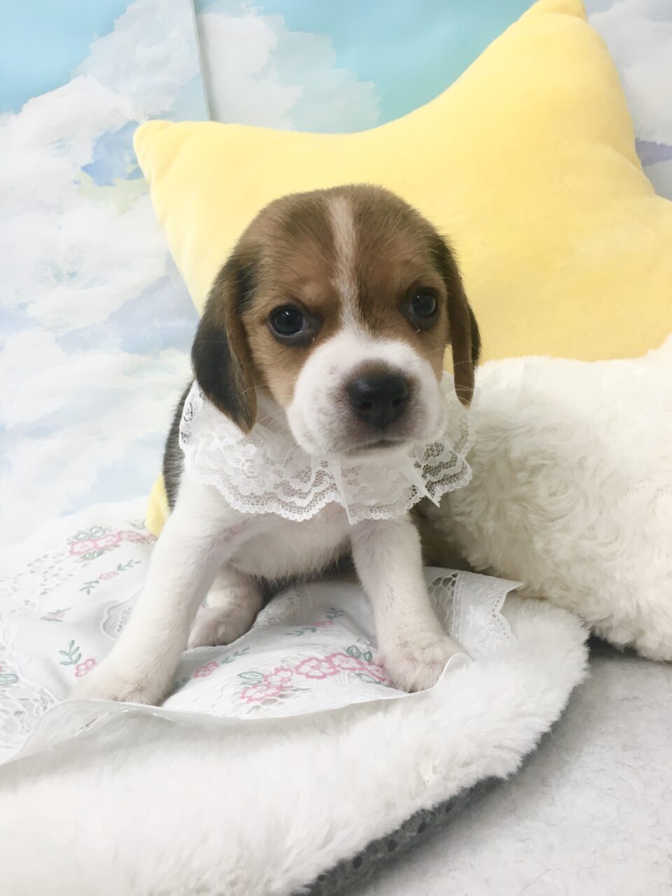 ビーグル 子犬 子猫 ペットサロン松山 仔犬の自家繁殖販売