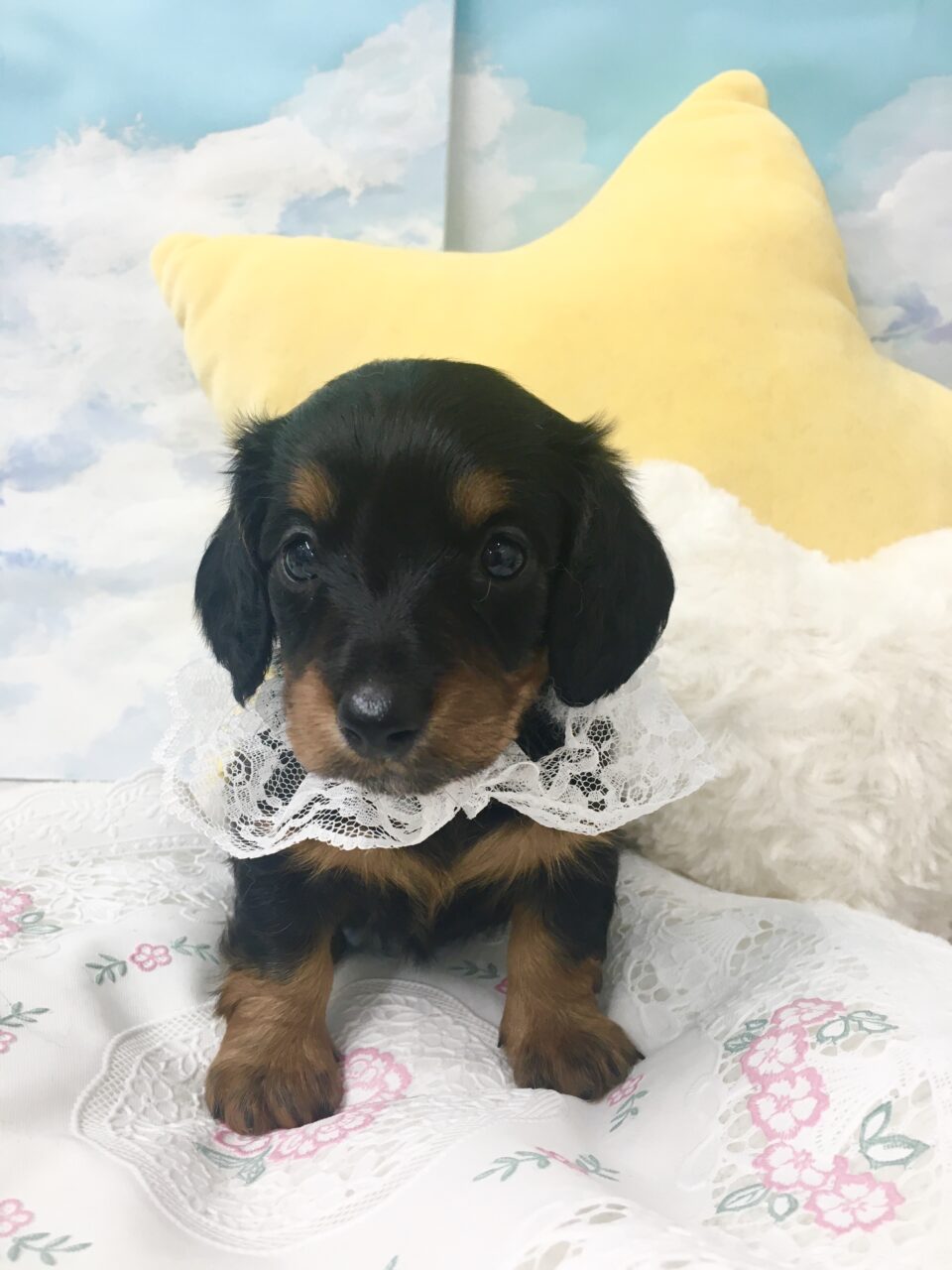 Ｍ・ダックス