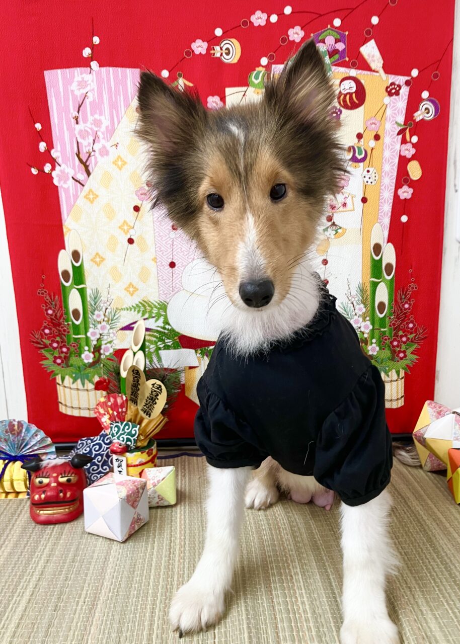 シェットランドシープドッグ