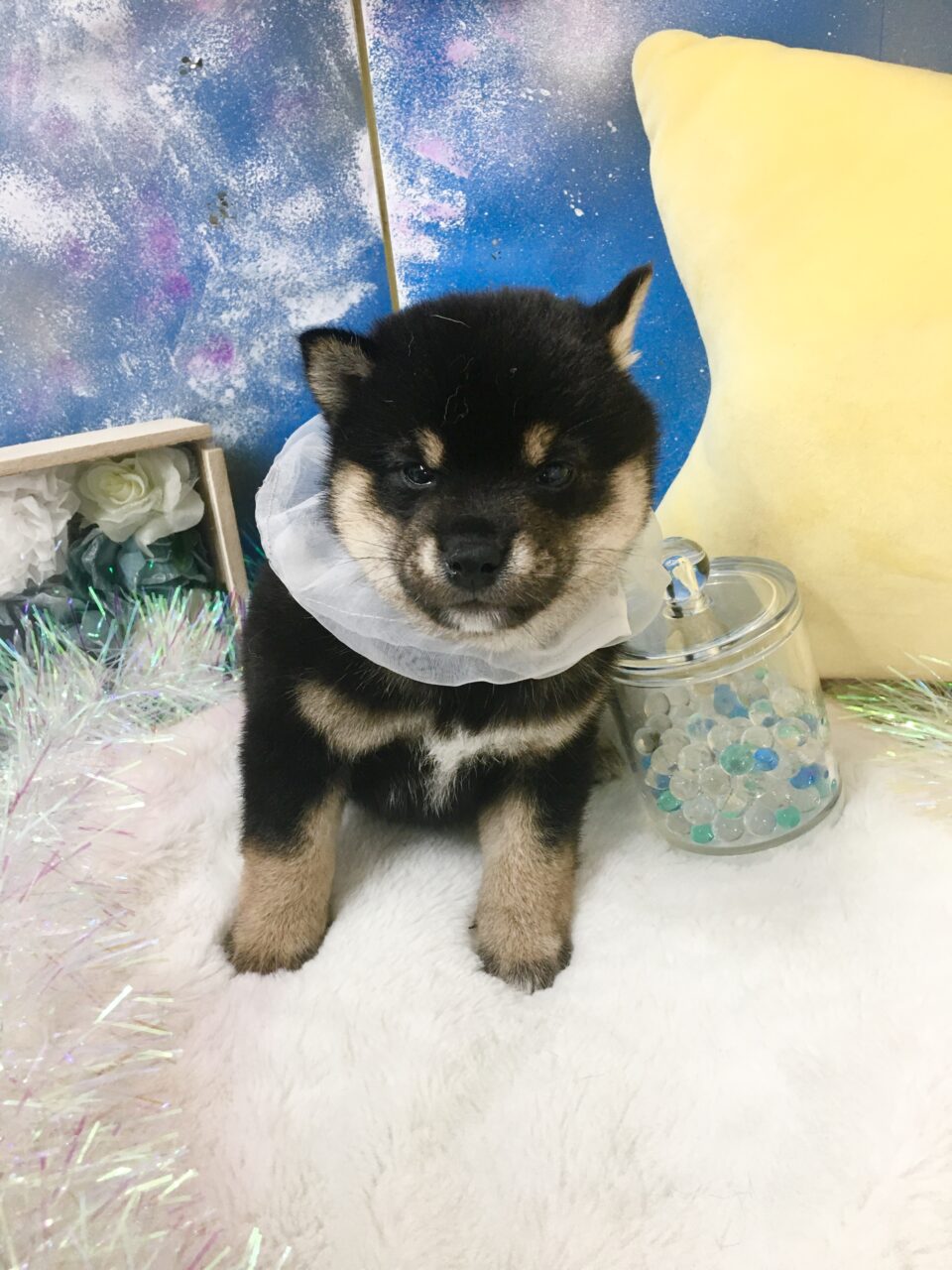 豆柴
