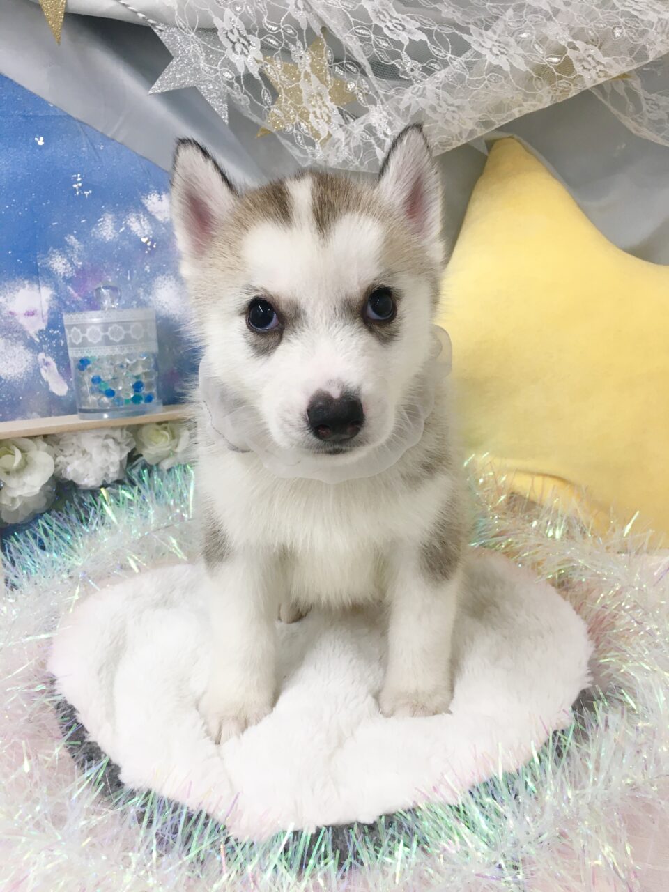 ハスキー