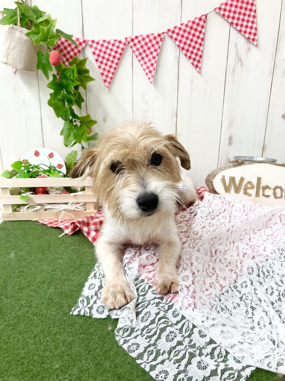 なっちゃん