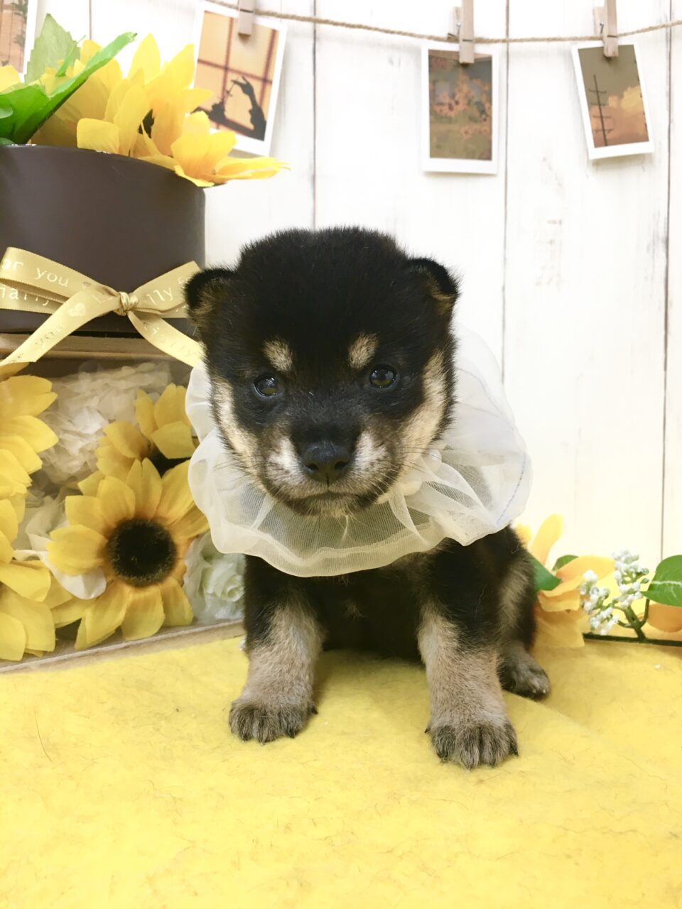 豆柴★男の子★