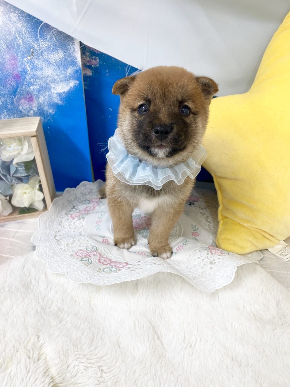 豆柴★男の子★