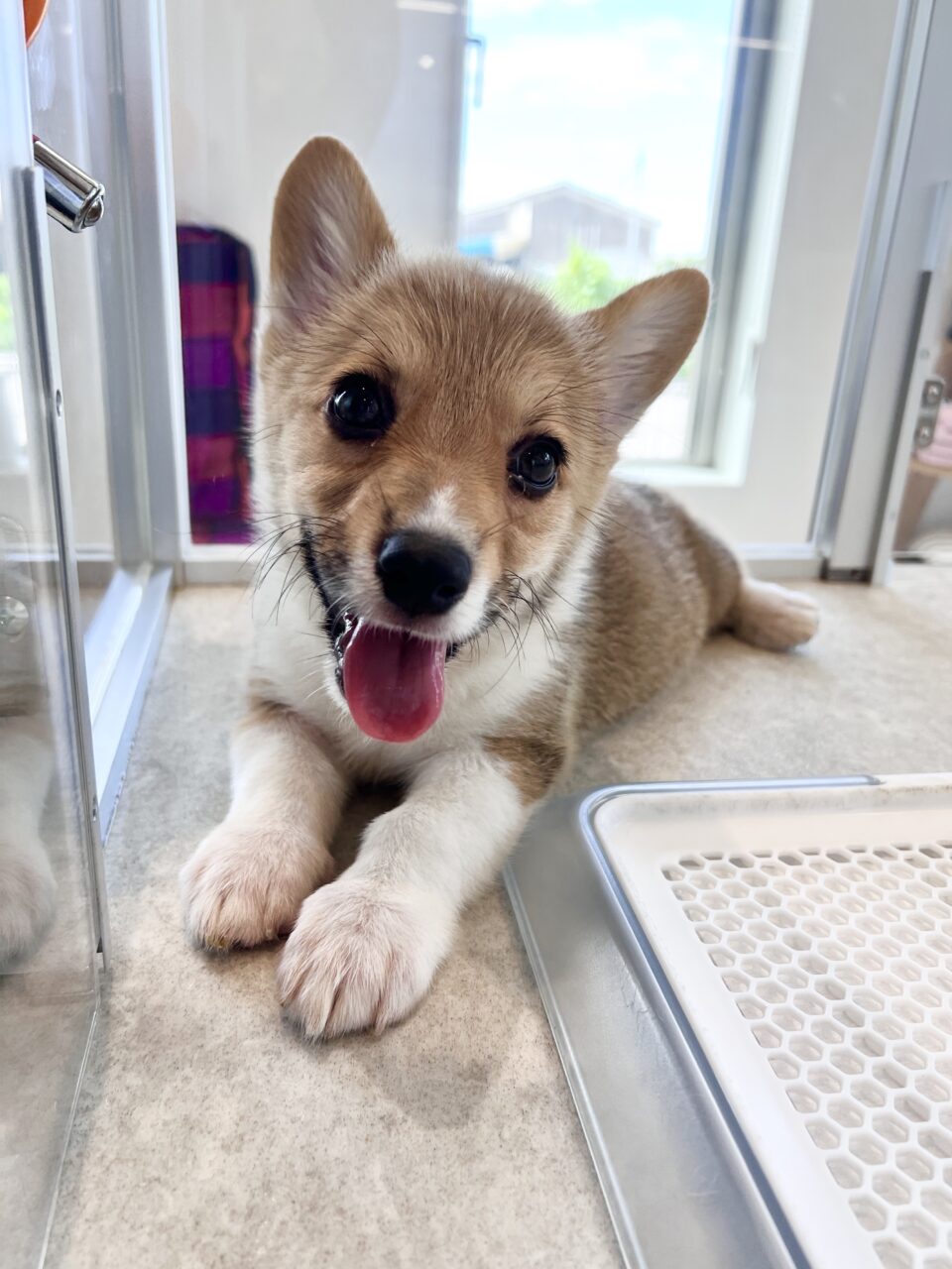 w コーギー 子犬 子猫 ペットサロン松山 仔犬の自家繁殖販売 w コーギー 子犬 子猫 ペットサロン松山 仔犬の自家繁殖販売