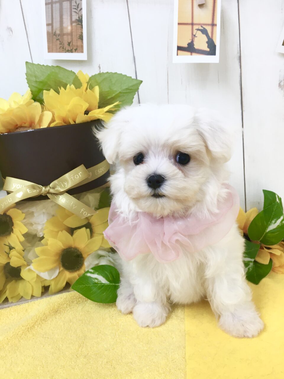 マルチーズ