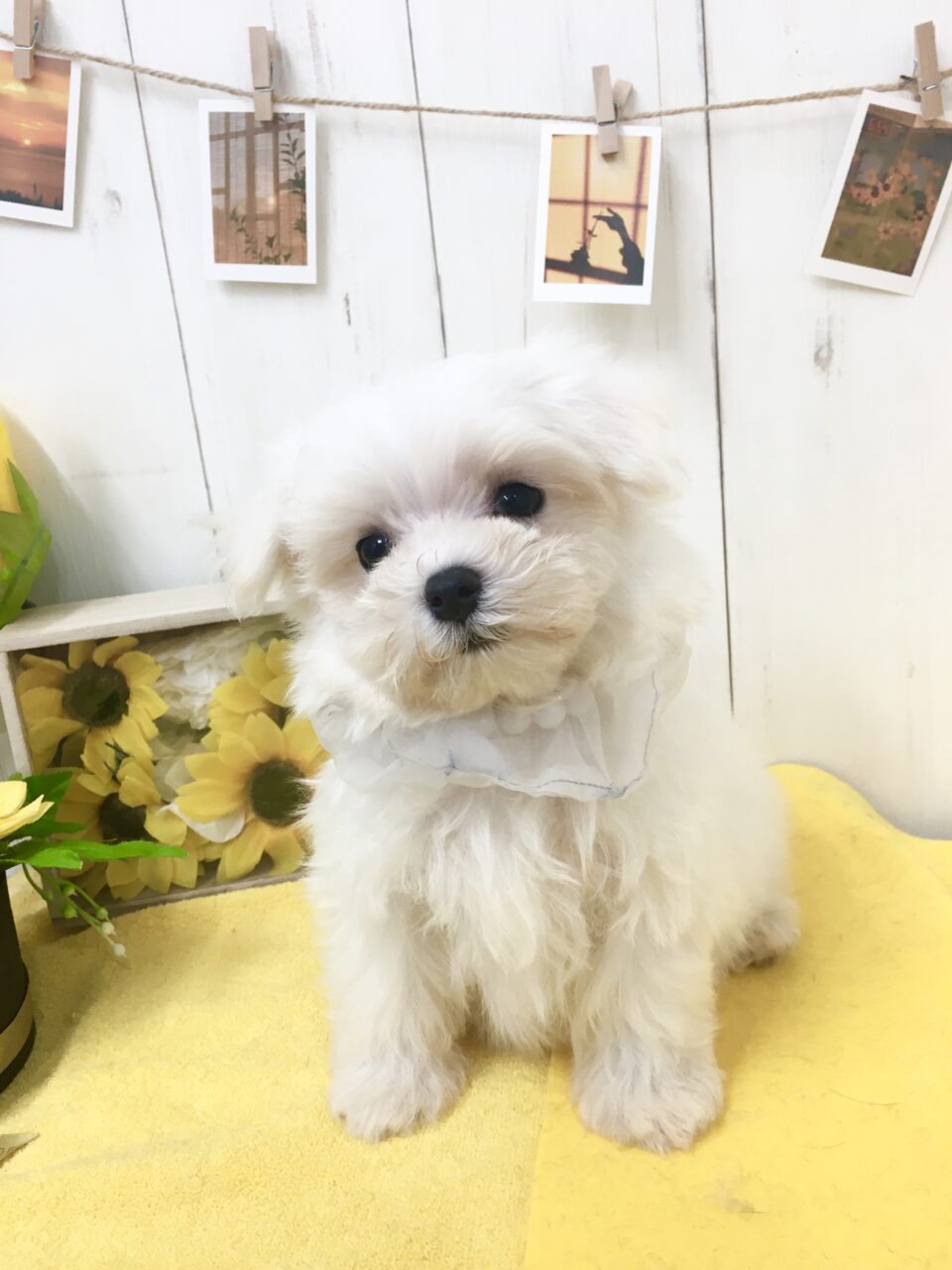 マルチーズ