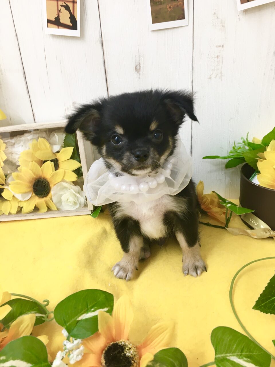 チワワ★男の子★
