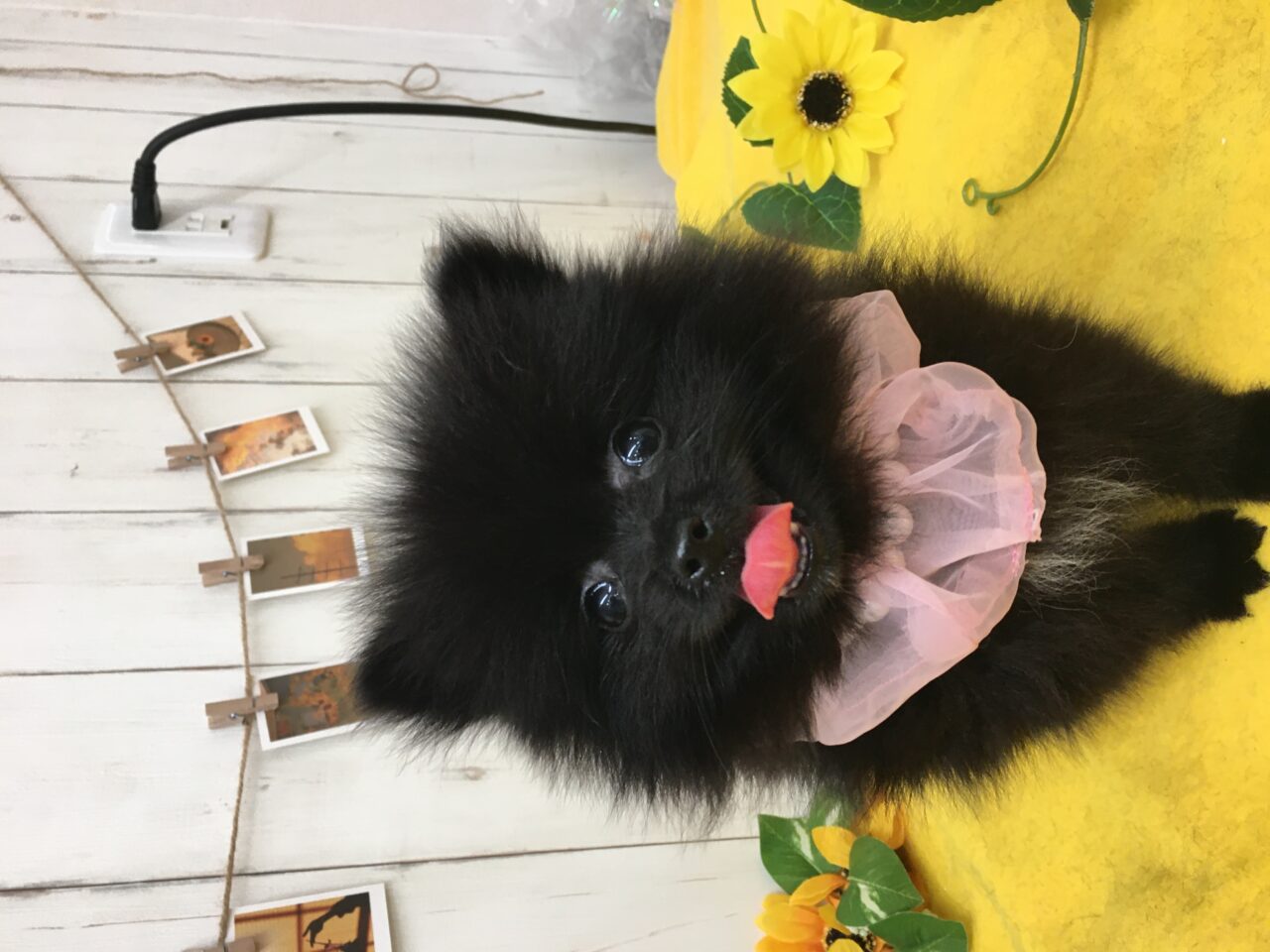 ポメラニアン
