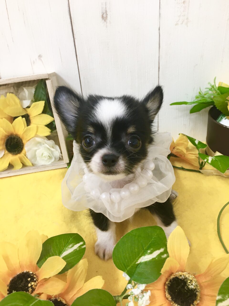 チワワ★男の子★