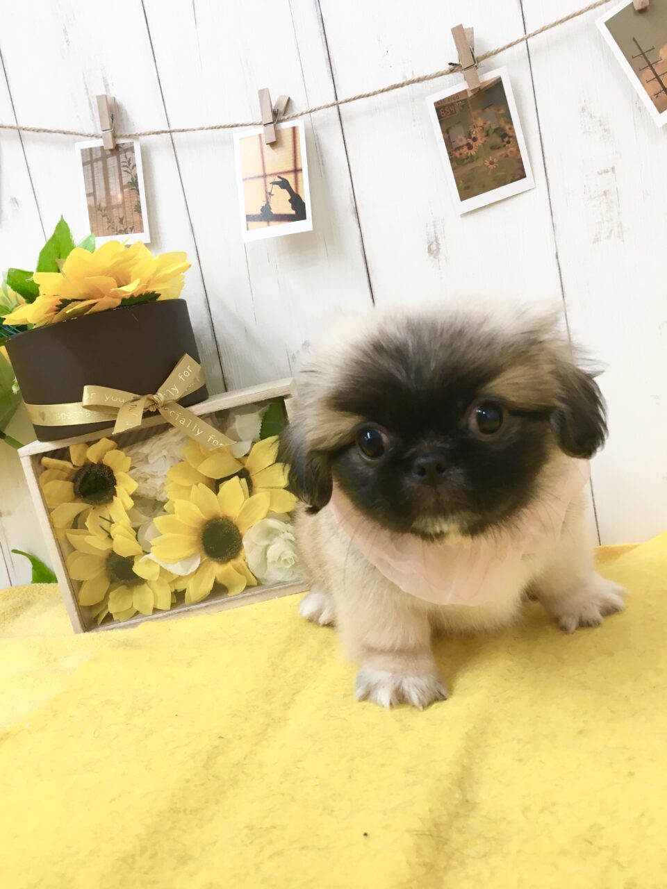 ペキニーズ