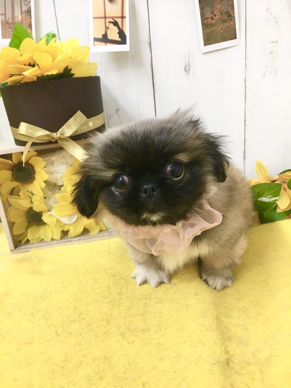 ペキニーズ