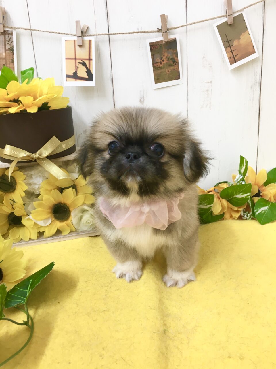 ペキニーズ