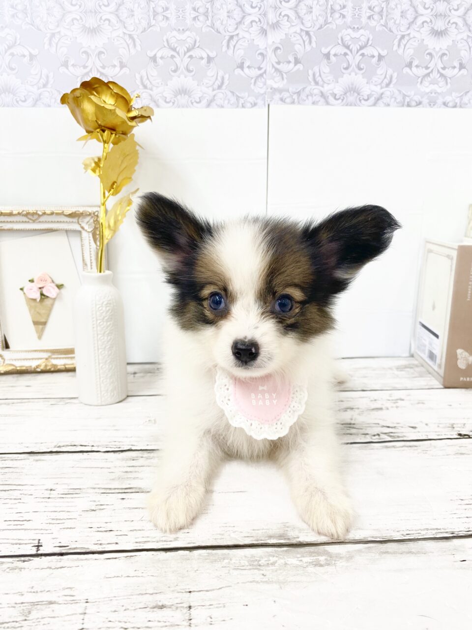 パピヨン