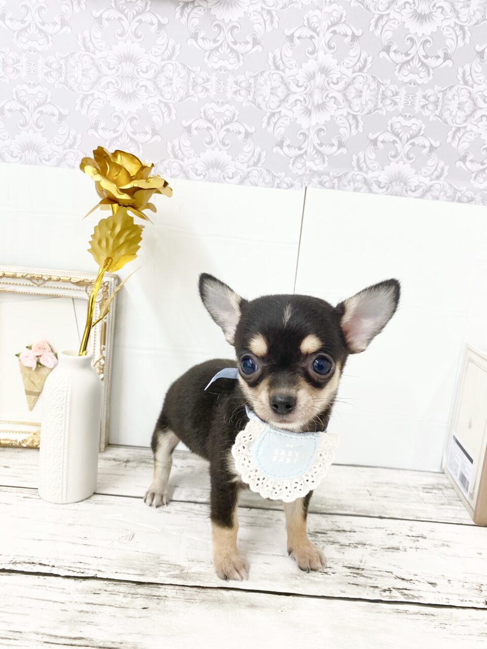 チワワ★男の子★