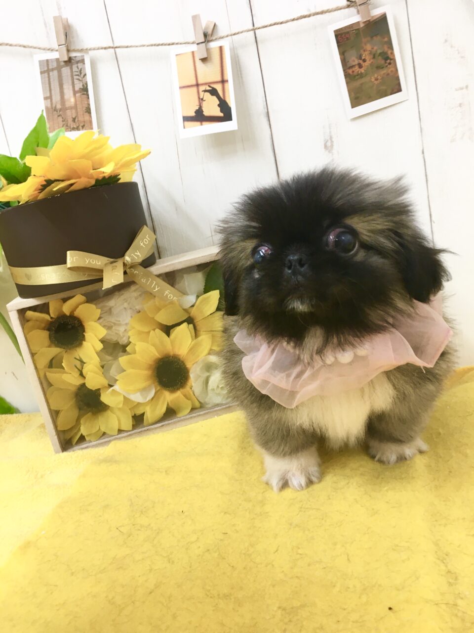 ペキニーズ