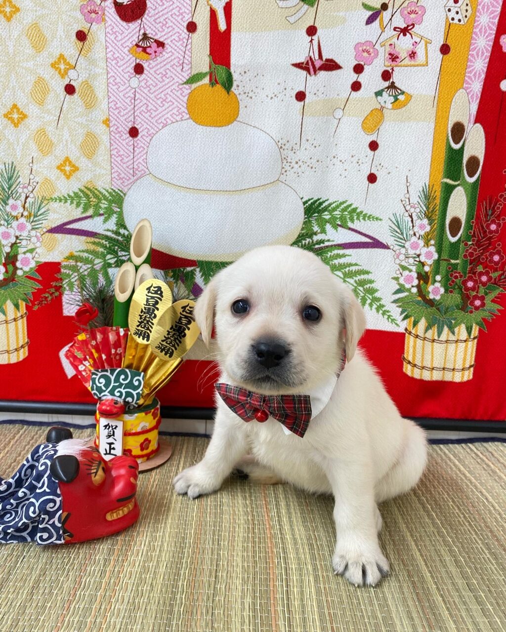 ラブラドール
