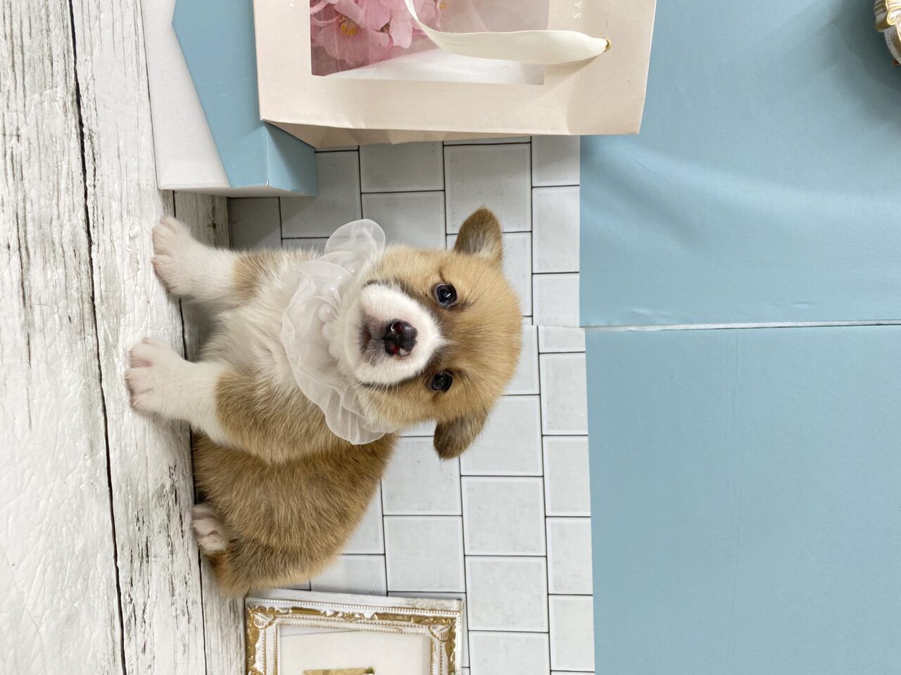 Ｗ・コーギー