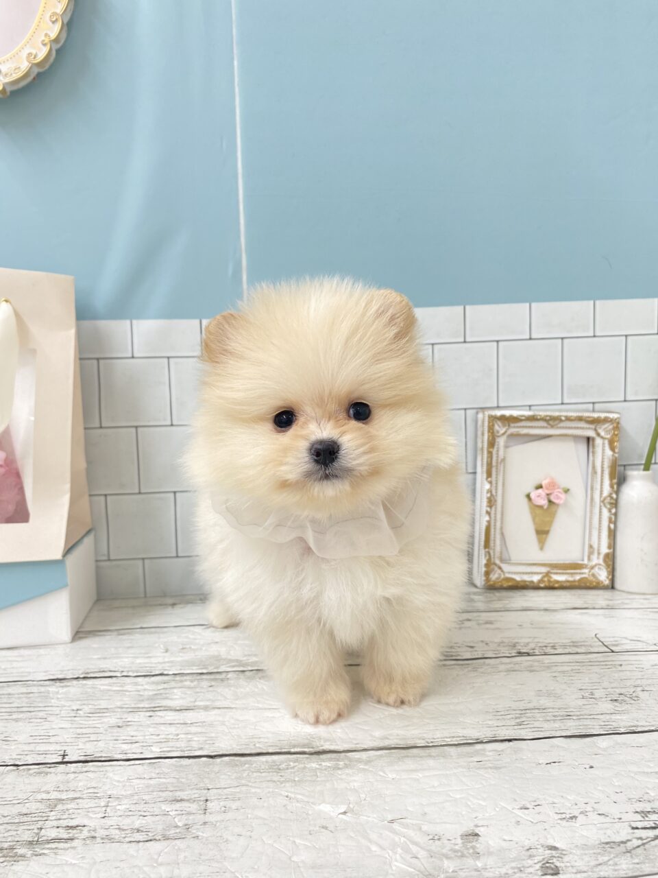 ポメラニアン