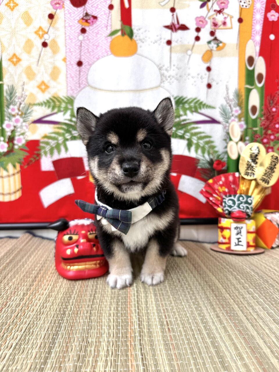 豆柴