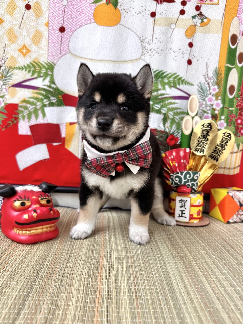 豆柴