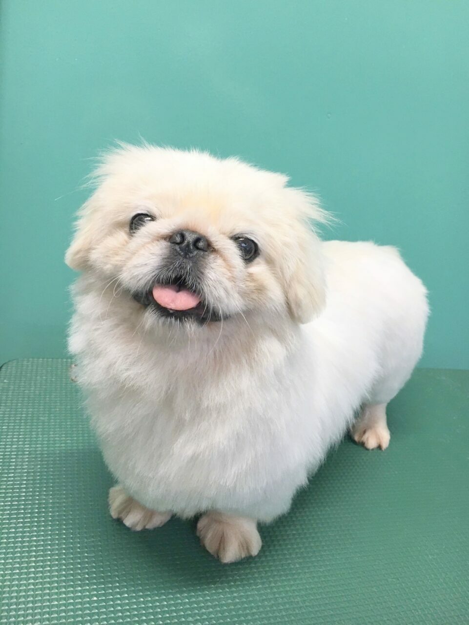 ペキニーズ