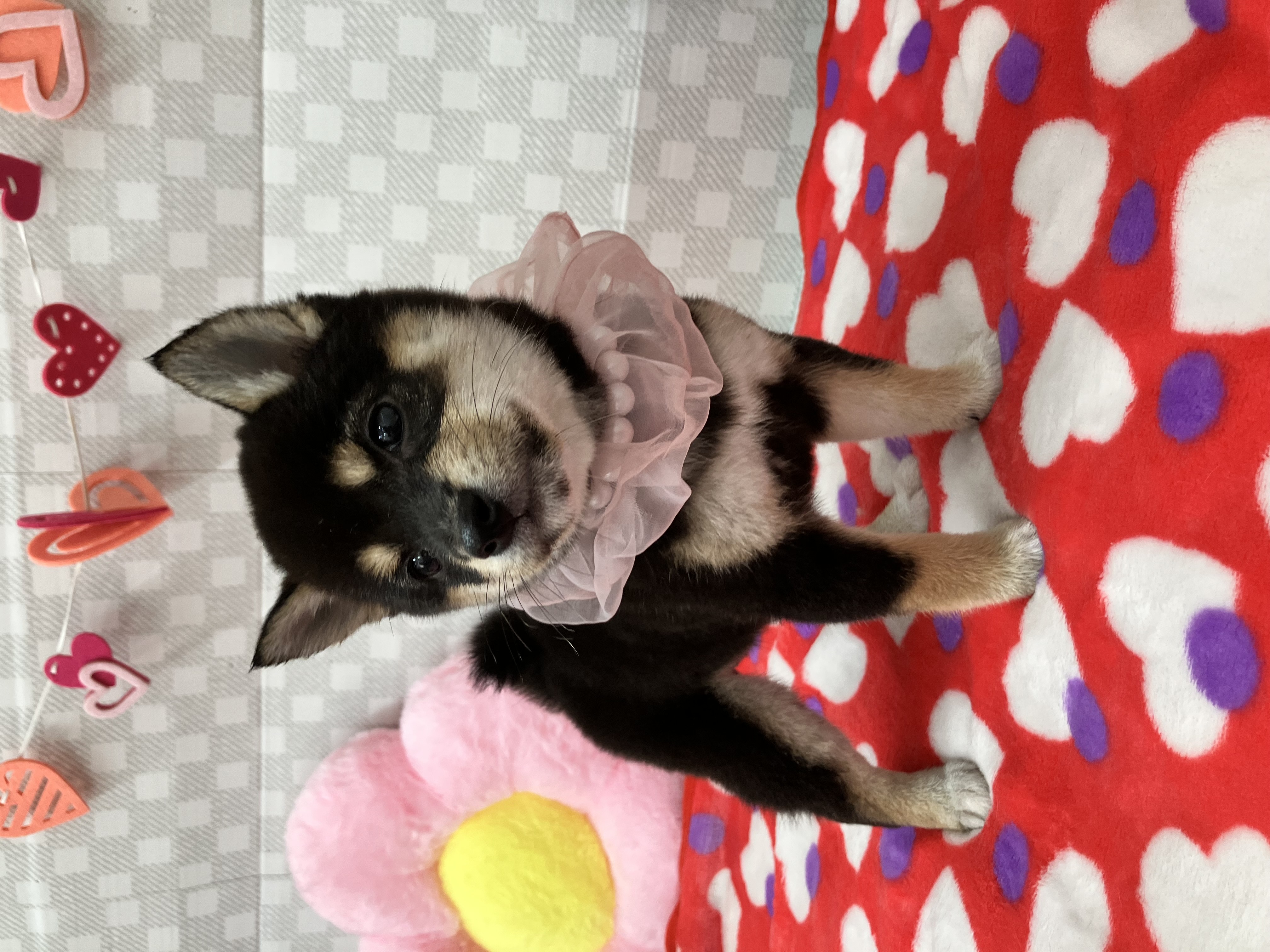 ★黒柴ちゃん★