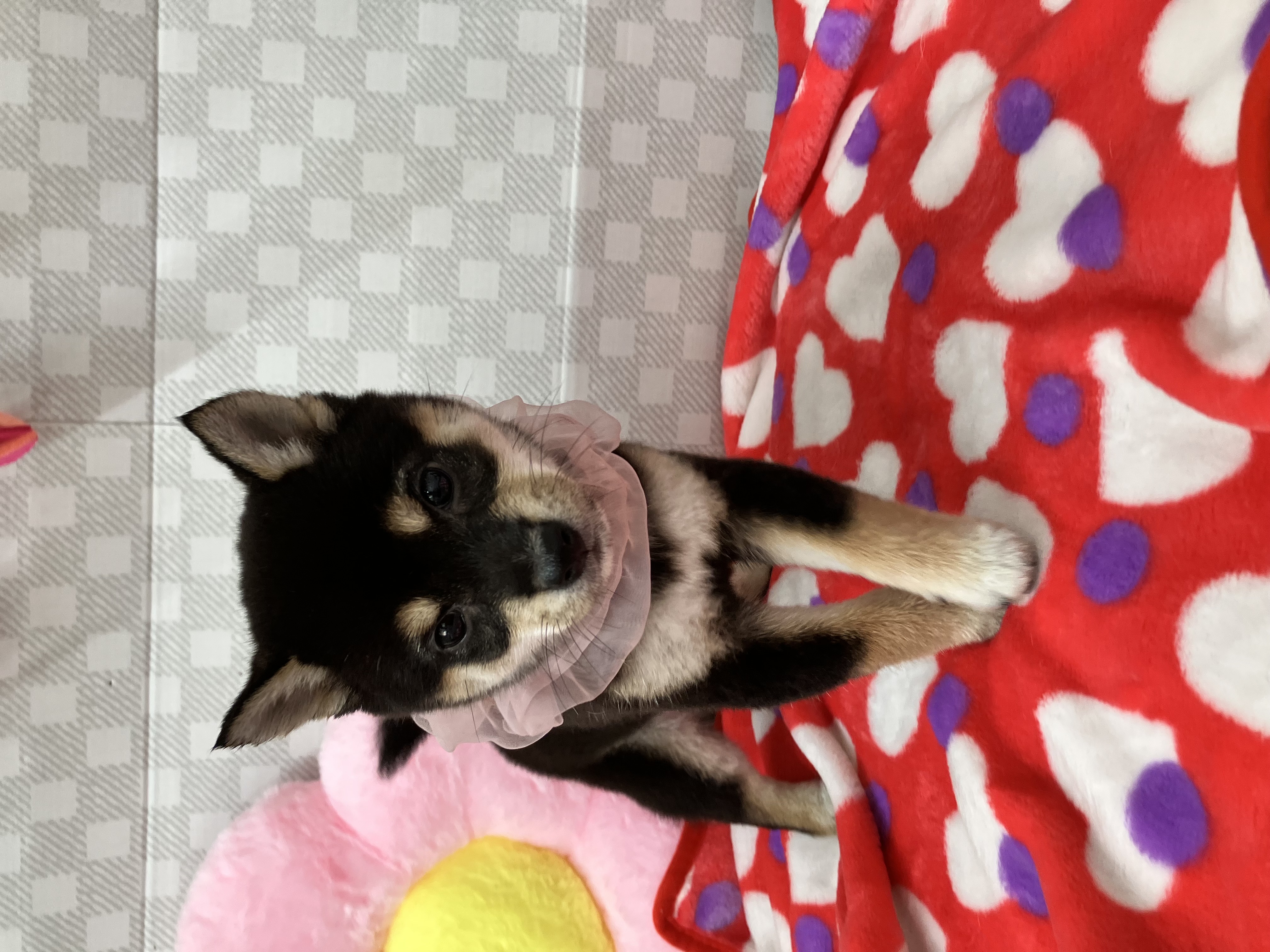 ★黒柴ちゃん★