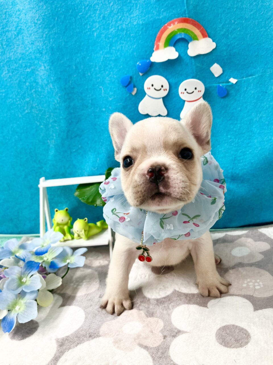 フレンチブルドック