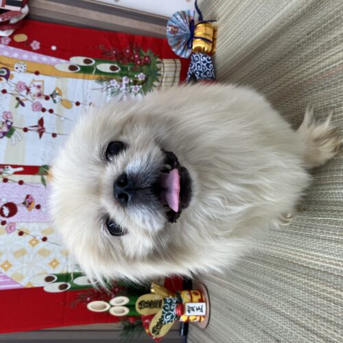 おもち