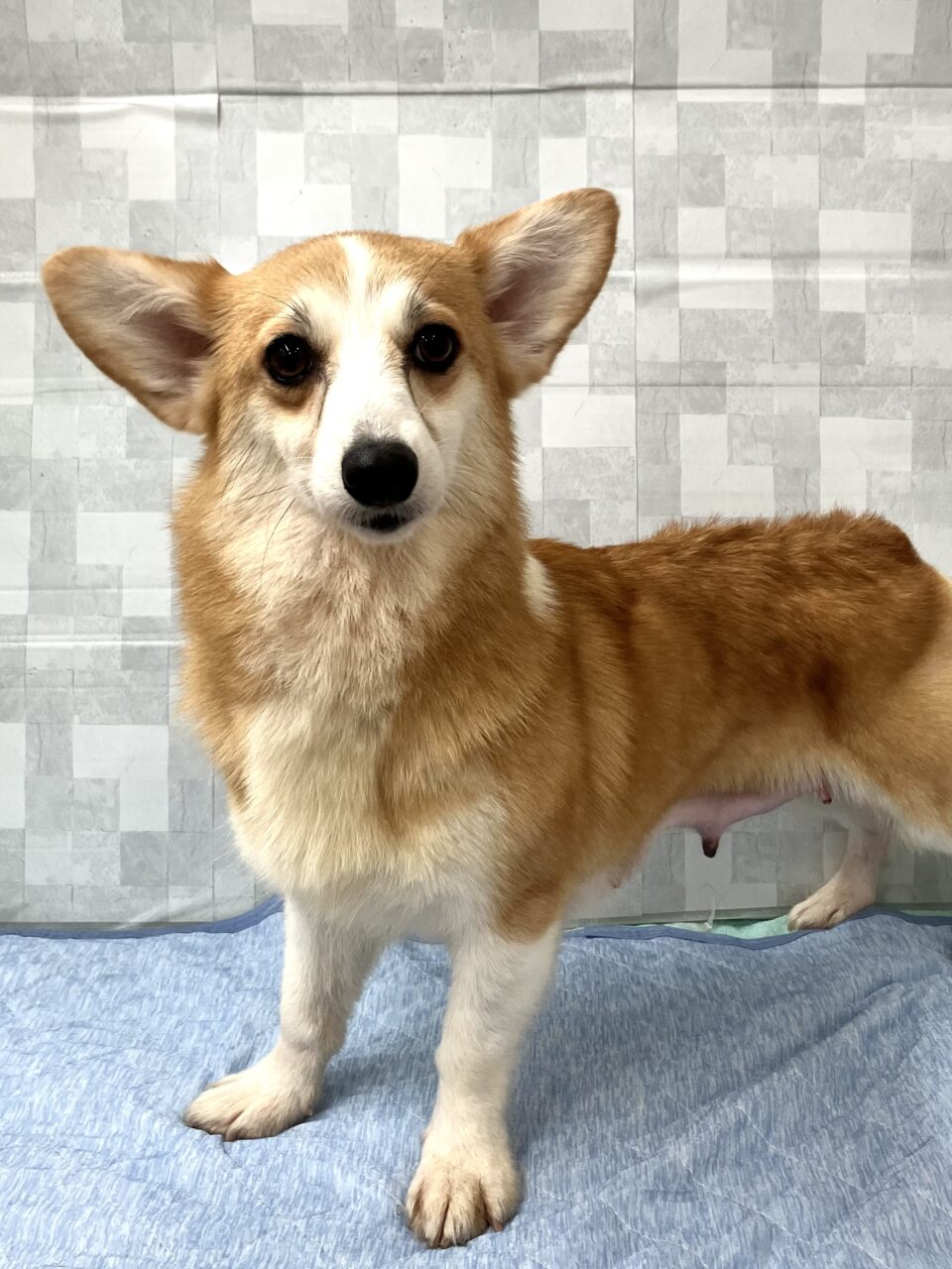 Ｗ・コーギー
