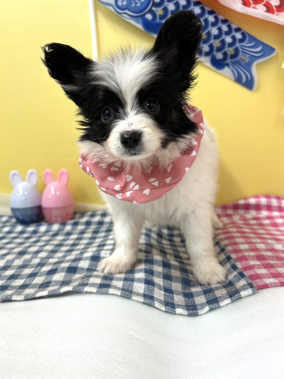 パピヨン