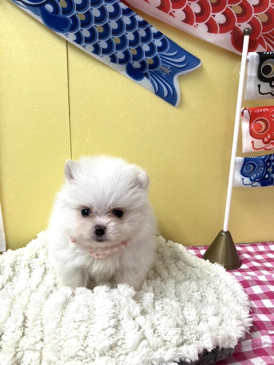 ポメラニアン