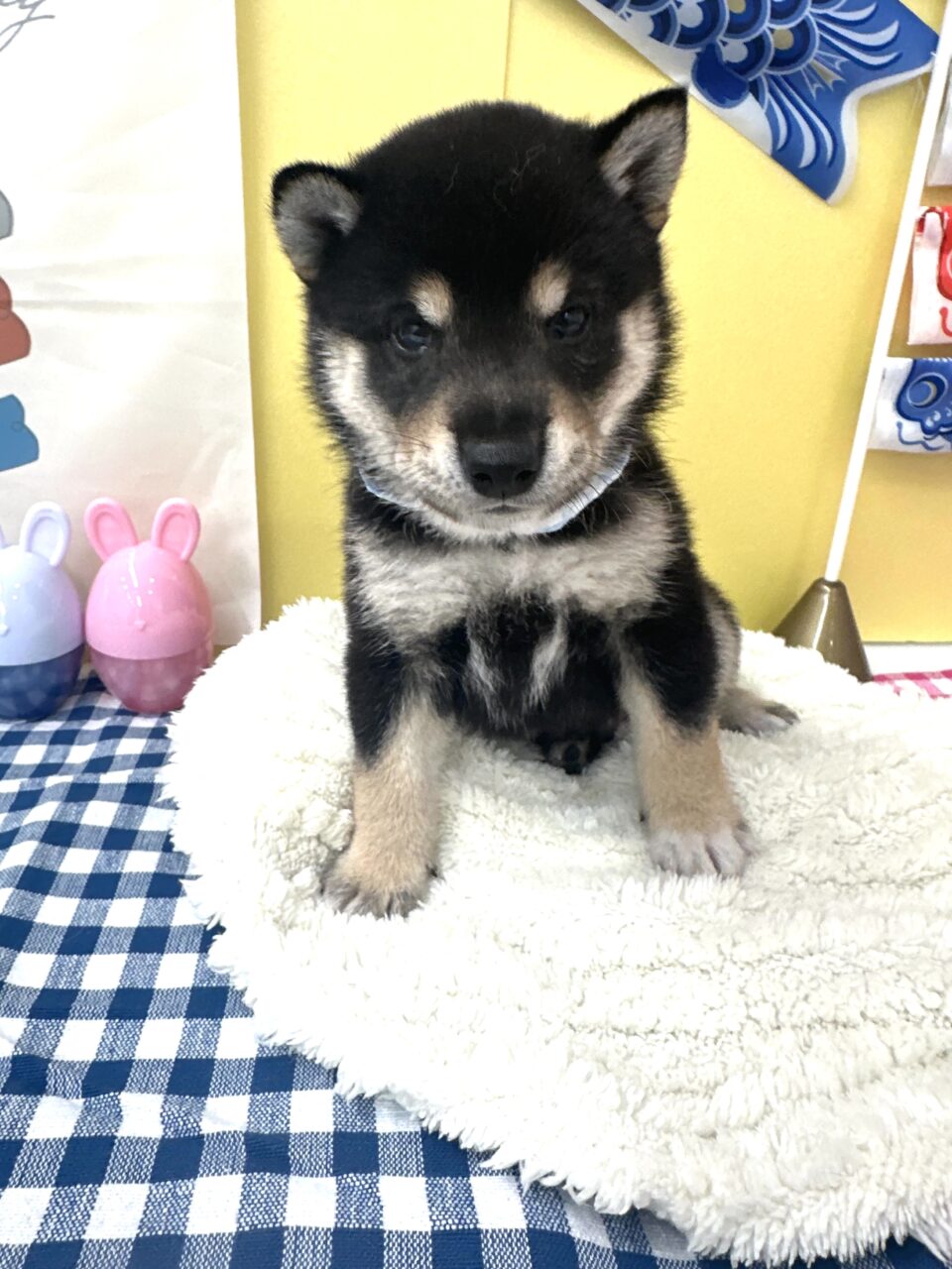 豆柴