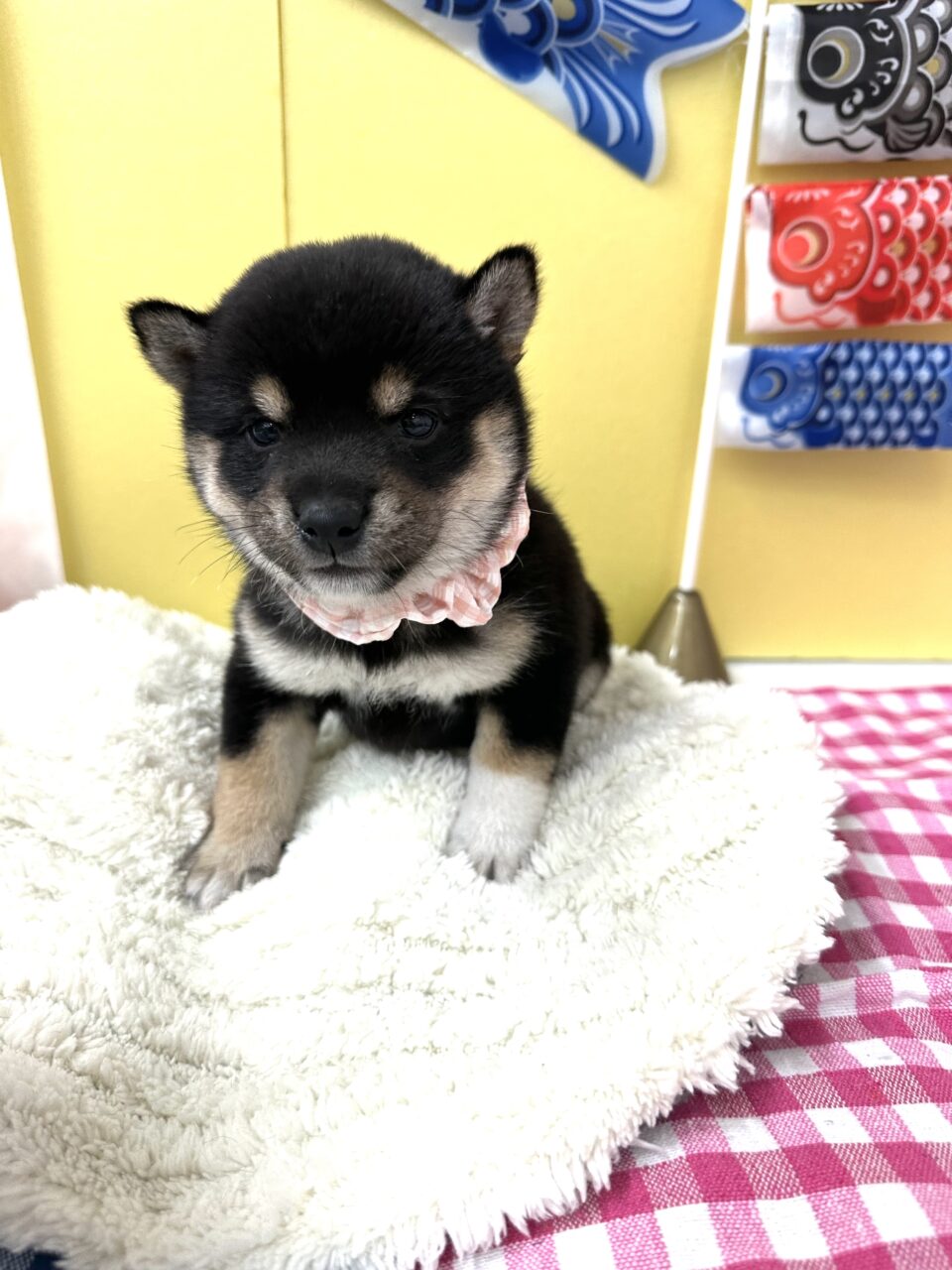 豆柴