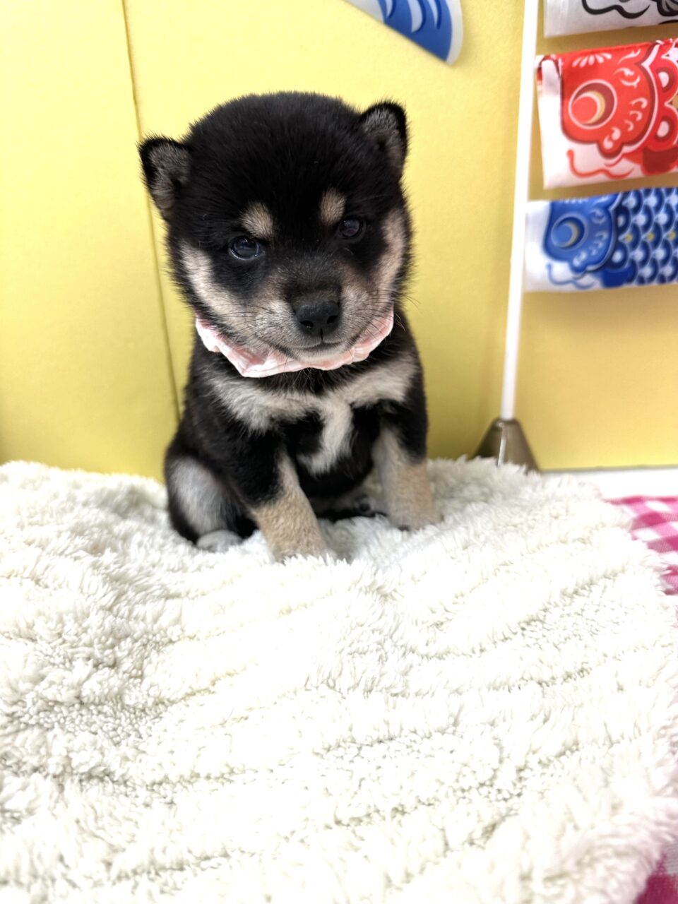 豆柴