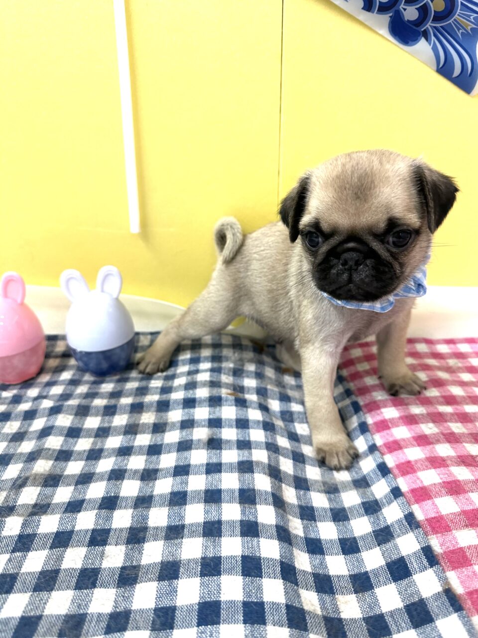 パグ