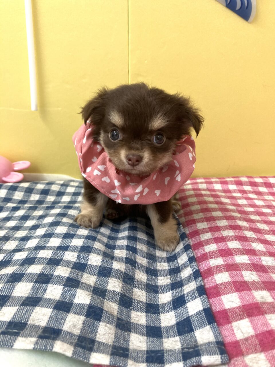 チワワ