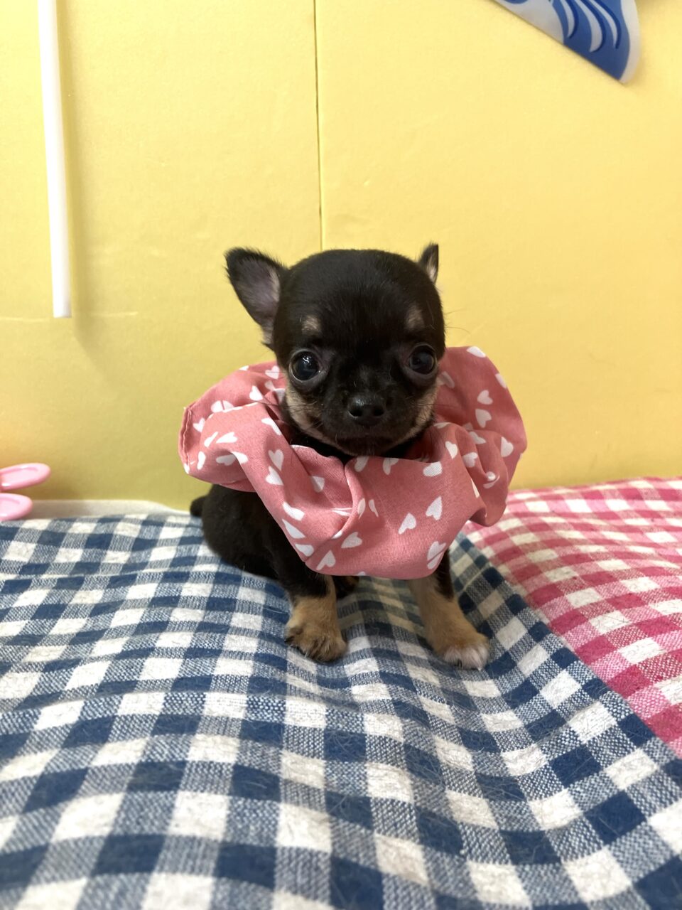 チワワ