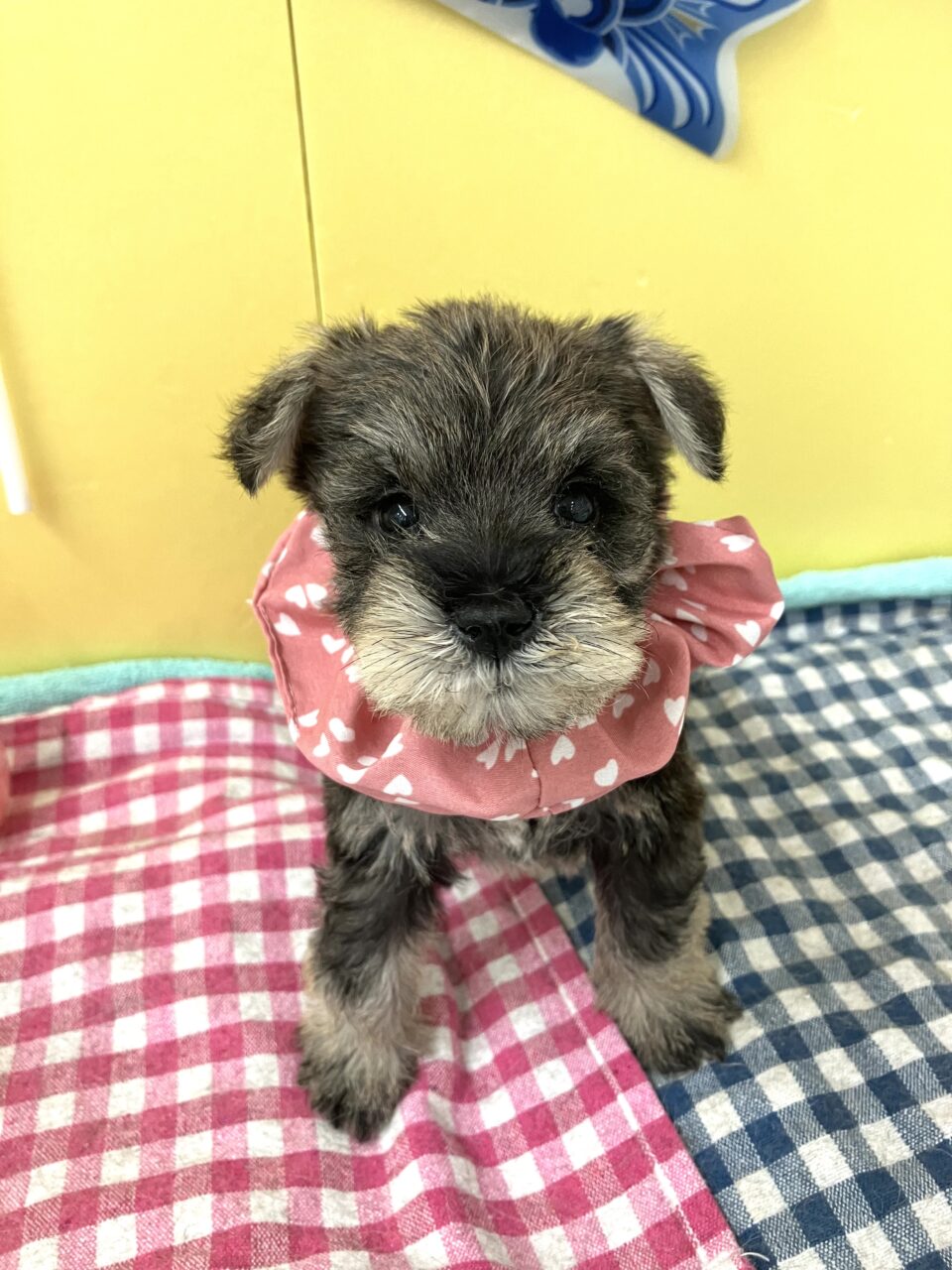 Ｍ・シュナウザー