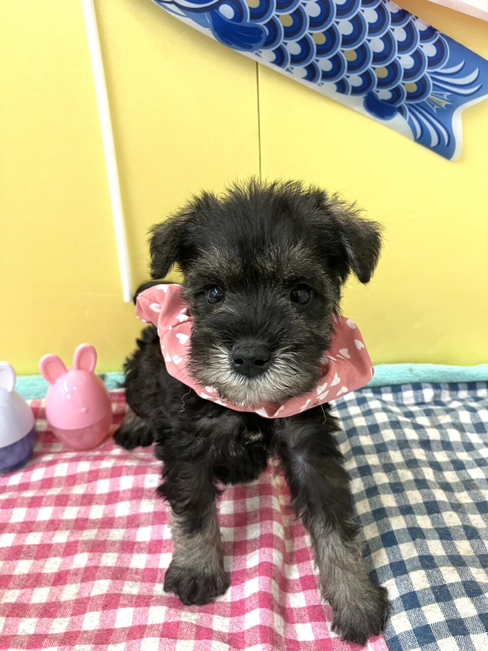 Ｍ・シュナウザー