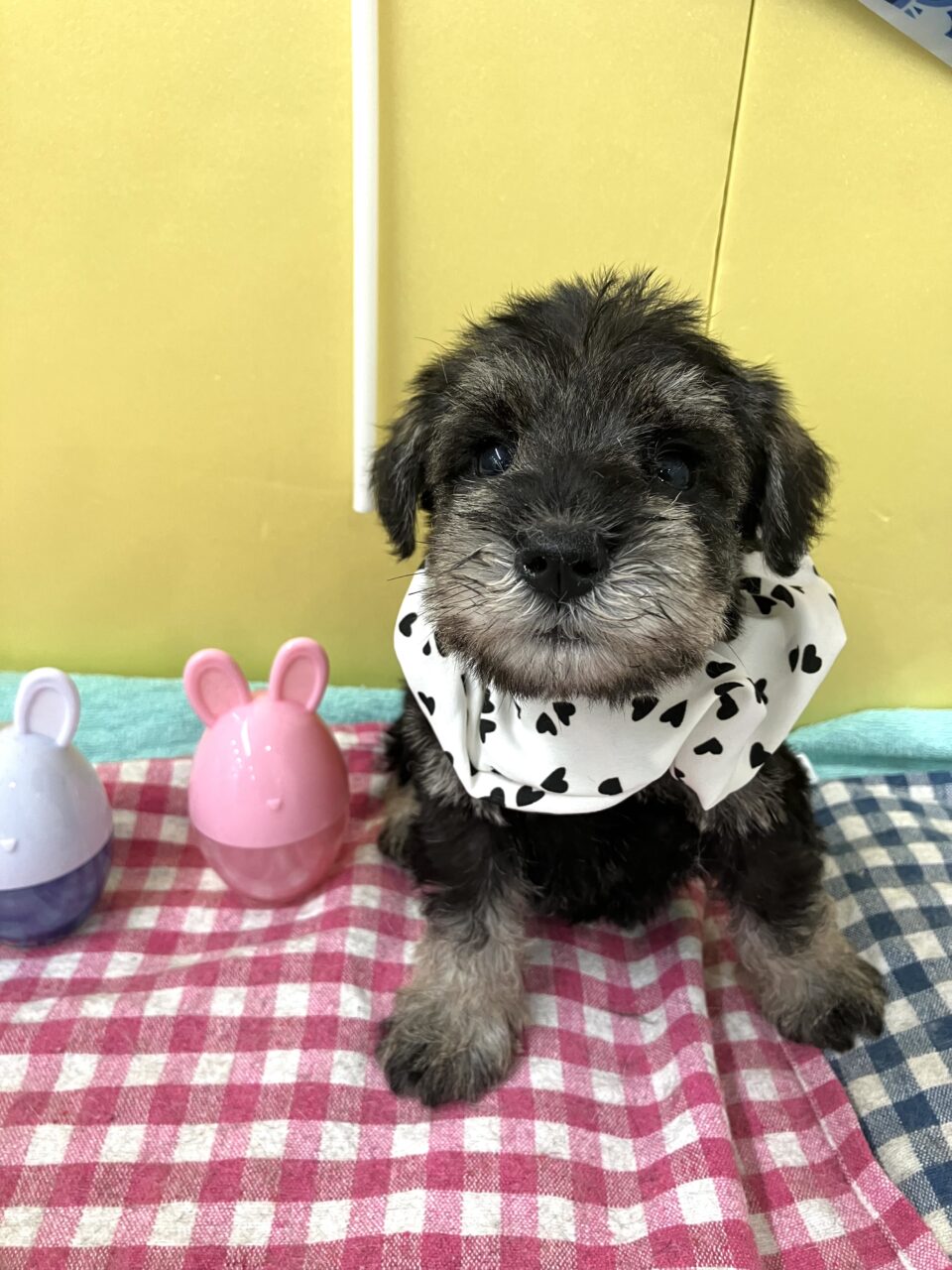 Ｍ・シュナウザー