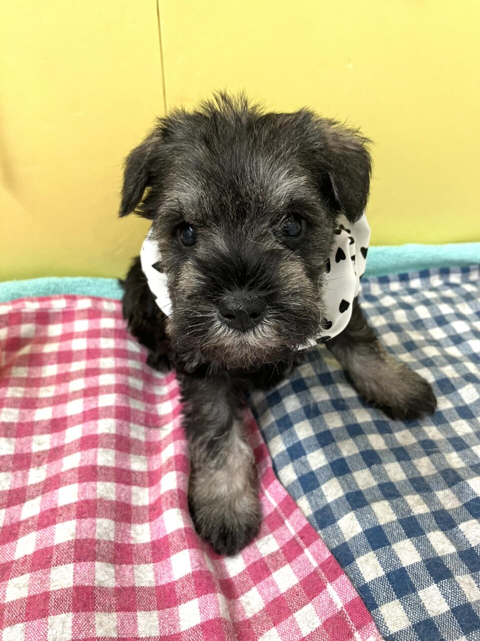 Ｍ・シュナウザー