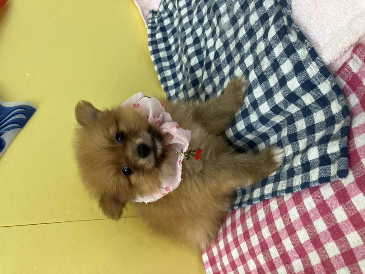 ポメラニアン